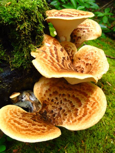 Eating Dryad's Saddle! .